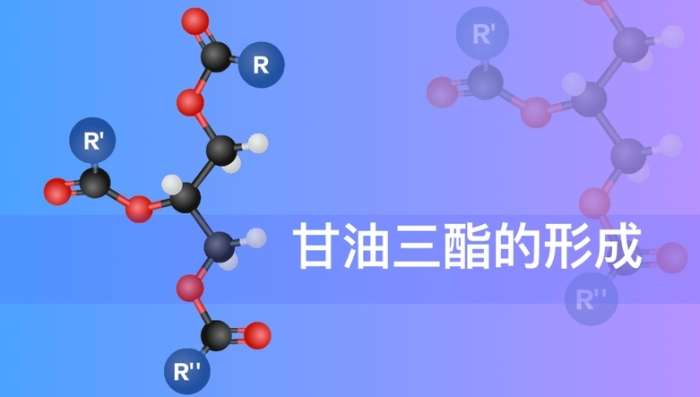 三酸甘油脂
