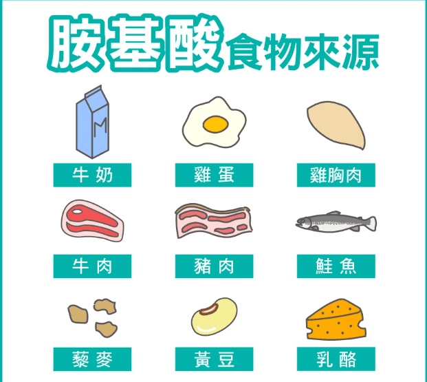 胺基酸是什麼