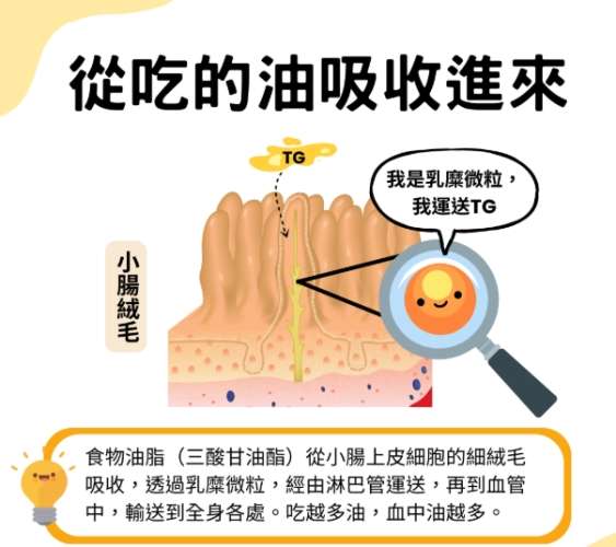 三酸甘油脂定義